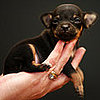 What Do You Know About Chihuahuas?