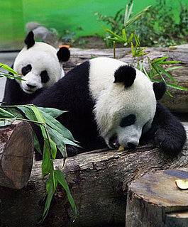 Panda Joke Causes National Uproar: In the LINK of an Eye!