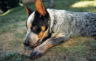 Why Do Dogs Eat Grass?