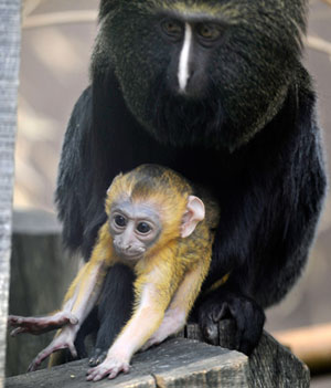 Owl-Faced Monkey Baby!