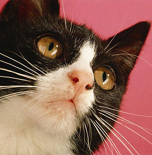 Quiz: Even More Zany Kitty Sayings!