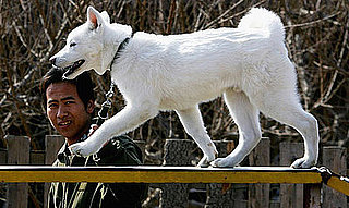 How Many Languages Does Your Pet Know?