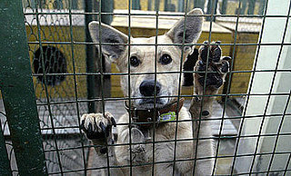Wild Animals Need Furs
