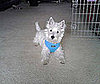 Pet Pic of the Day: Butters's New Haircut!