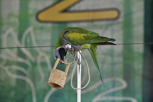 Birds (Not) Behaving Badly Birds (Not) Behaving Badly