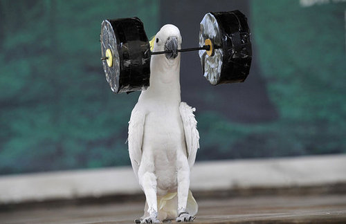 Birds (Not) Behaving Badly Birds (Not) Behaving Badly