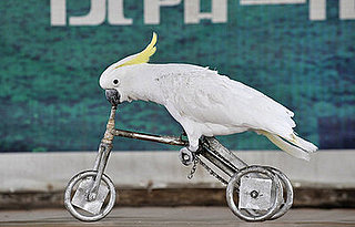 Birds (Not) Behaving Badly
