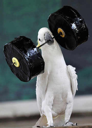 Birds (Not) Behaving Badly Birds (Not) Behaving Badly