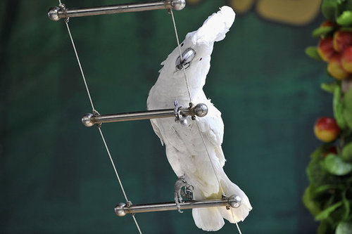 Birds (Not) Behaving Badly Birds (Not) Behaving Badly