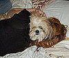 Pet Pic of the Day: Where Hair Ends and Dog Begins