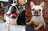 PetSugar and North Attend the ASPCA's Fifth Annual Dog Day on the Bay