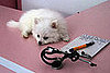 How Many ER Trips Have You Taken For a Pet?
