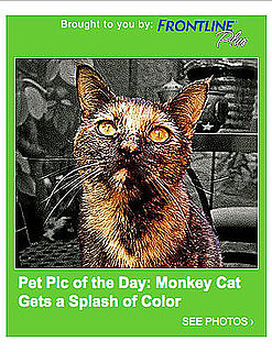 Have You Submitted Your Adorable Pet Photos Yet?!