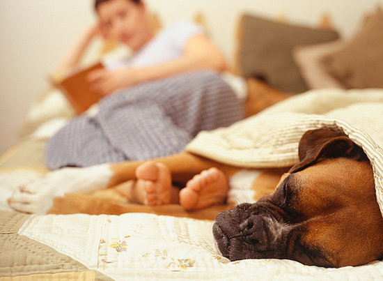 Pet Peeves: Why Does My Dog Snore? Pet Peeves: Why Does My Dog Snore?