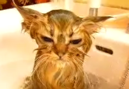How Often Do You Bathe Your Cat?