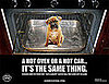 Quiz: What Do You Know About Dogs Left in Cars?