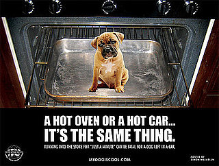 Quiz: What Do You Know About Dogs Left in Cars?