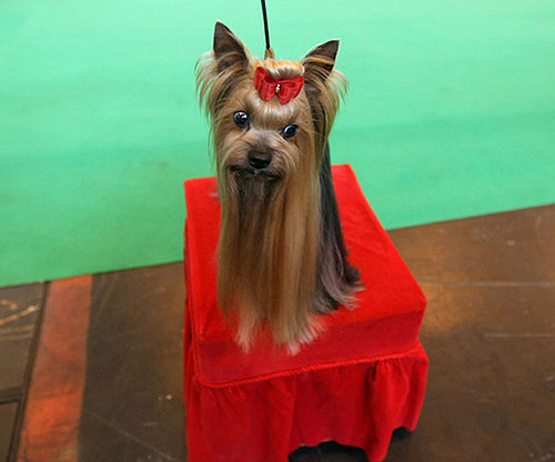 Ready For Show Ready For Show