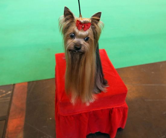Ready For Show