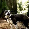 Readers' Choice: Best Commercial Featuring an Animal?
