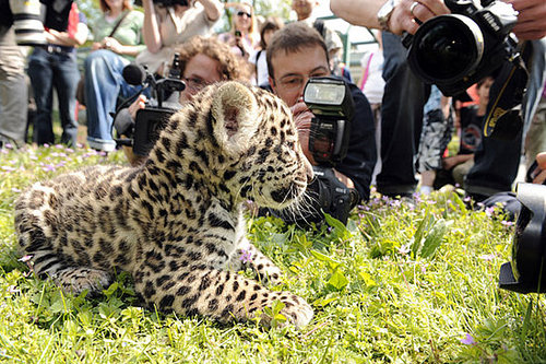 Meet Berlin's Baby Jaguars! Meet Berlin's Baby Jaguars!