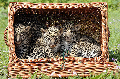 Meet Berlin's Baby Jaguars! Meet Berlin's Baby Jaguars!