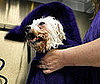 6 Tips For Grooming Older Dogs