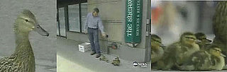 Man Makes Way For Ducklings (Literally): In the LINK of an Eye!