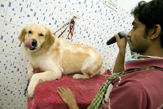 Respond to the Dog's Signals