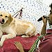Respond to the Dog's Signals