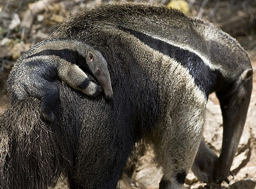 Aww, Just How Hungry Is a Baby Giant Anteater Named Arthur?