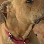 Follow Up On a Few of Michael Vick's Dogs