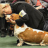 Try Your Hand at My Latest Guess What Breed Super Quiz!