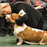 Try Your Hand at My Latest Guess What Breed Super Quiz!