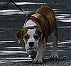 Which Celebrities Own Bulldogs