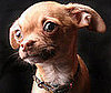 Pet Pic of the Day: Javier Is Sooooo Handsome!