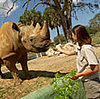 Amount of Ear Hair the Key to Rhino Identification?!