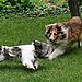 4. Fight With Other Pet or Animal