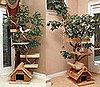 Cat Tree Houses: Spoiled Sweet or Spoiled Rotten?