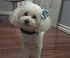 Pet Pic of the Day: Charlie Has a Question