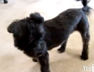 Do Your Pets Chase Their Tails?