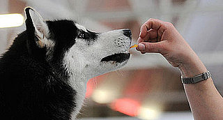 Quiz: Guess How Many Calories Are in These Dog Treats