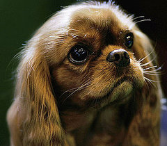 What Do You Know About Cavalier King Charles Spaniels?