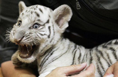 Baby Tiger Cuteness Baby Tiger Cuteness