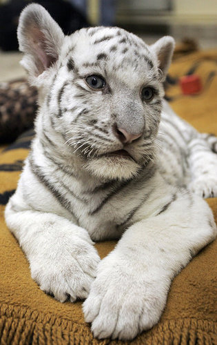 Baby Tiger Cuteness Baby Tiger Cuteness