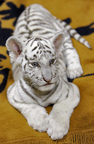 Baby Tiger Cuteness Baby Tiger Cuteness