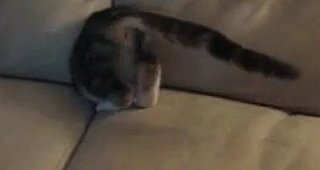 Cute Alert! Kitten Disappears Into the Couch