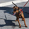 Score an A+ in Doggie Body Language