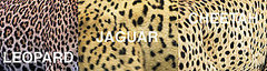 Spot the Differences Between Leopards, Jaguars, and Cheetahs