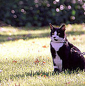 Remembering Socks: Former First Cat Dies